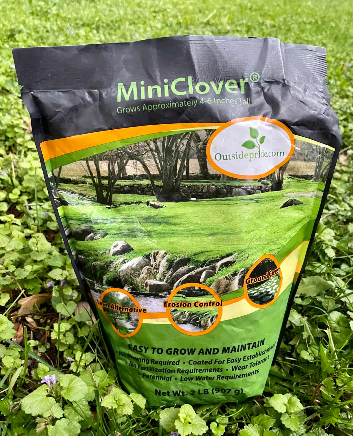 Clover Lawns: 12 Reasons Why & Best Varieties 7 Clover Lawns: 12 Reasons Why & Best Varieties - miniclover lawn seed
