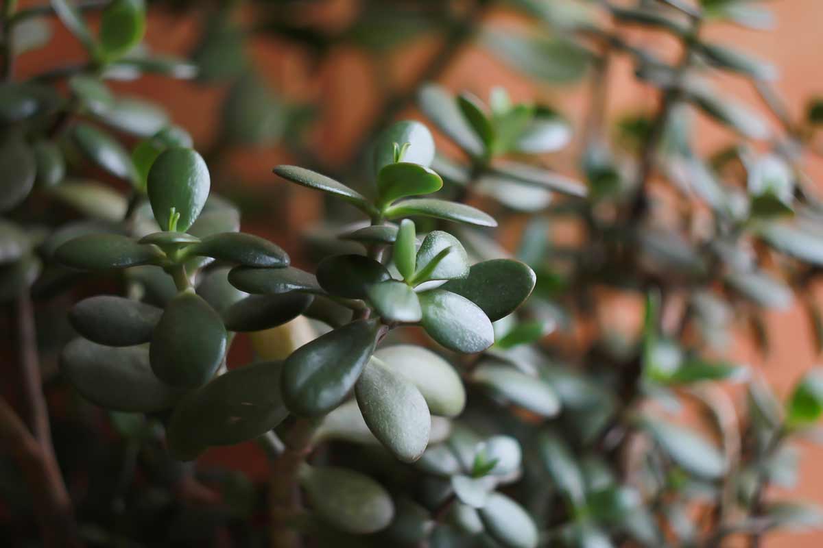 Money Tree Meaning: What Does This Chinese Plant Mean + Symbolism 4 money tree leaves