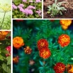 Say Goodbye to Mosquitoes with These DIY Mason Jar Candles 4 Say Goodbye to Mosquitoes with These DIY Mason Jar Candles - mosquito repellent plants no tex