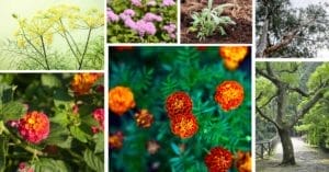 Mosquito Repellent Plants: 18 Plants (Annual & Perennial) & 2 Trees 1 plants that act as natural mosquito repellent