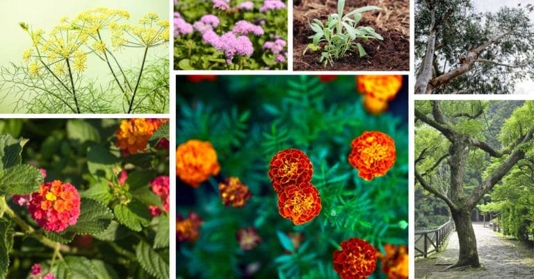 Mosquito Repellent Plants: 18 Plants (Annual & Perennial) & 2 Trees 10 plants that act as natural mosquito repellent