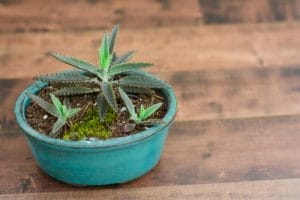 Mother of Thousands Plant: Guide to Care & Growing the Best Succulent 1 mother of thousands plant