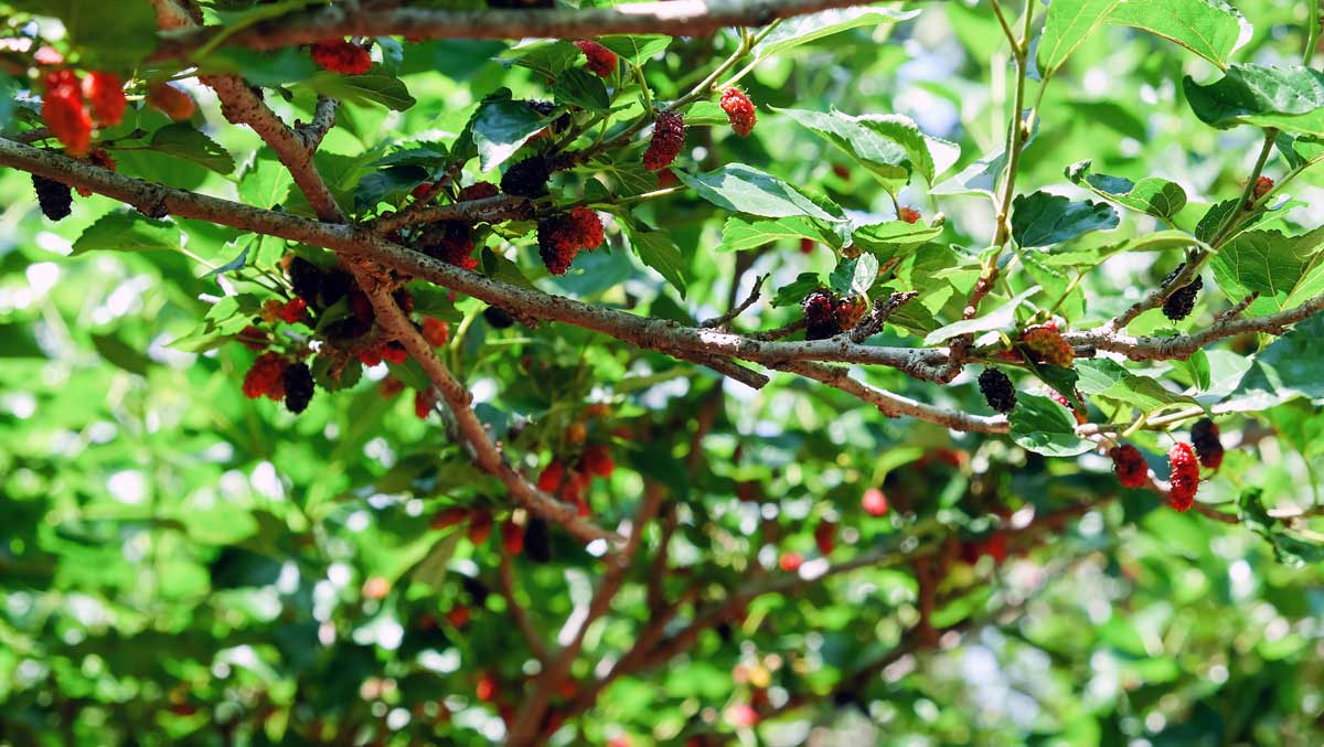 Best Zone 5 Fruit Trees: Standard, Dwarf & Unique / Exotic Varieties 10 mulberries on a tree branch