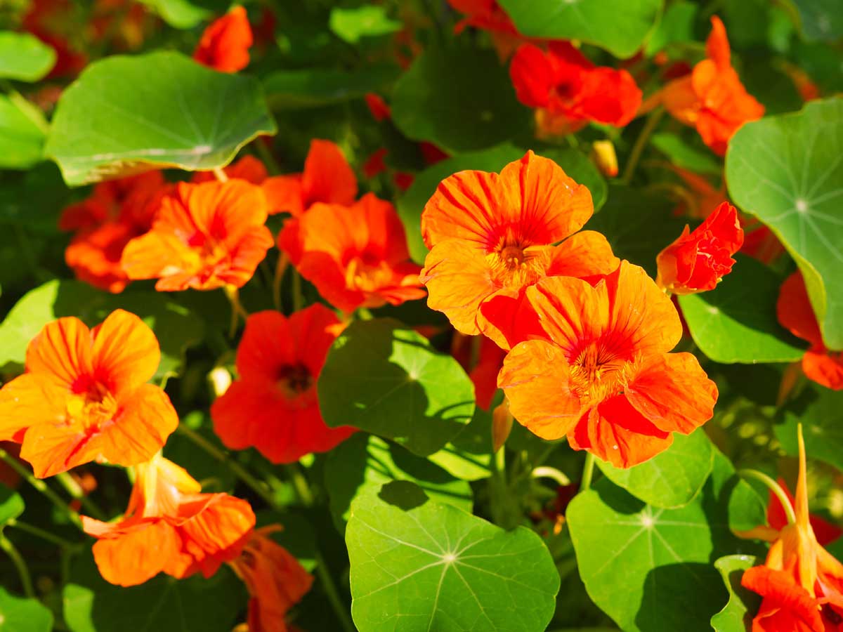 Mosquito Repellent Plants: 18 Plants (Annual & Perennial) & 2 Trees 7 Nasturtiums draws mosquitoes away from other plants