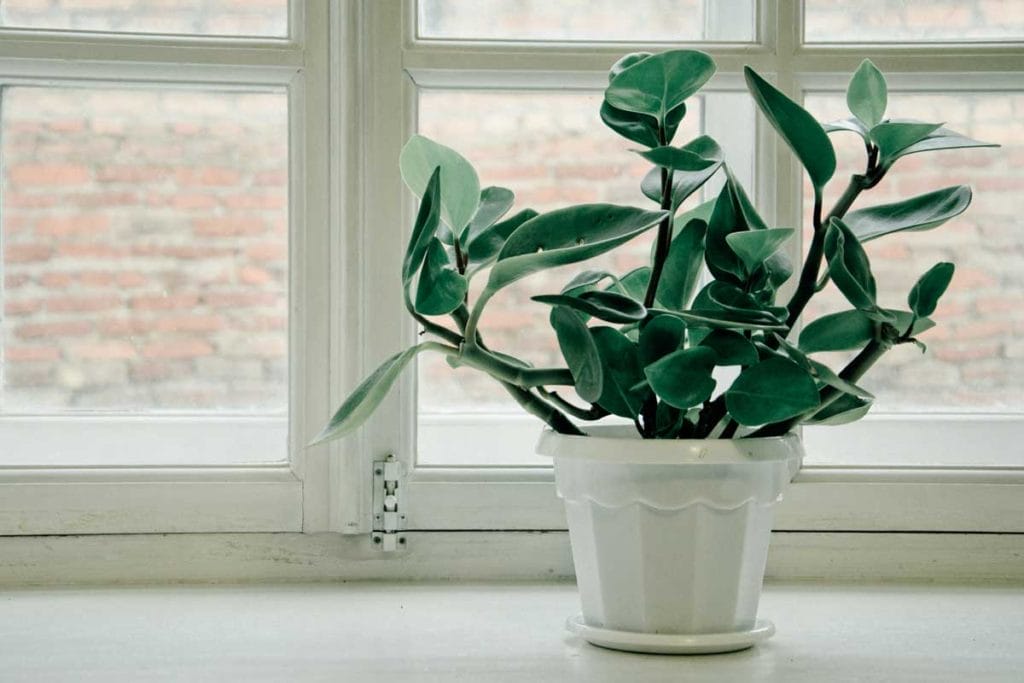 16 Pothos Companion Plants: Which Plants Go Together Best 15 peperomia plant
