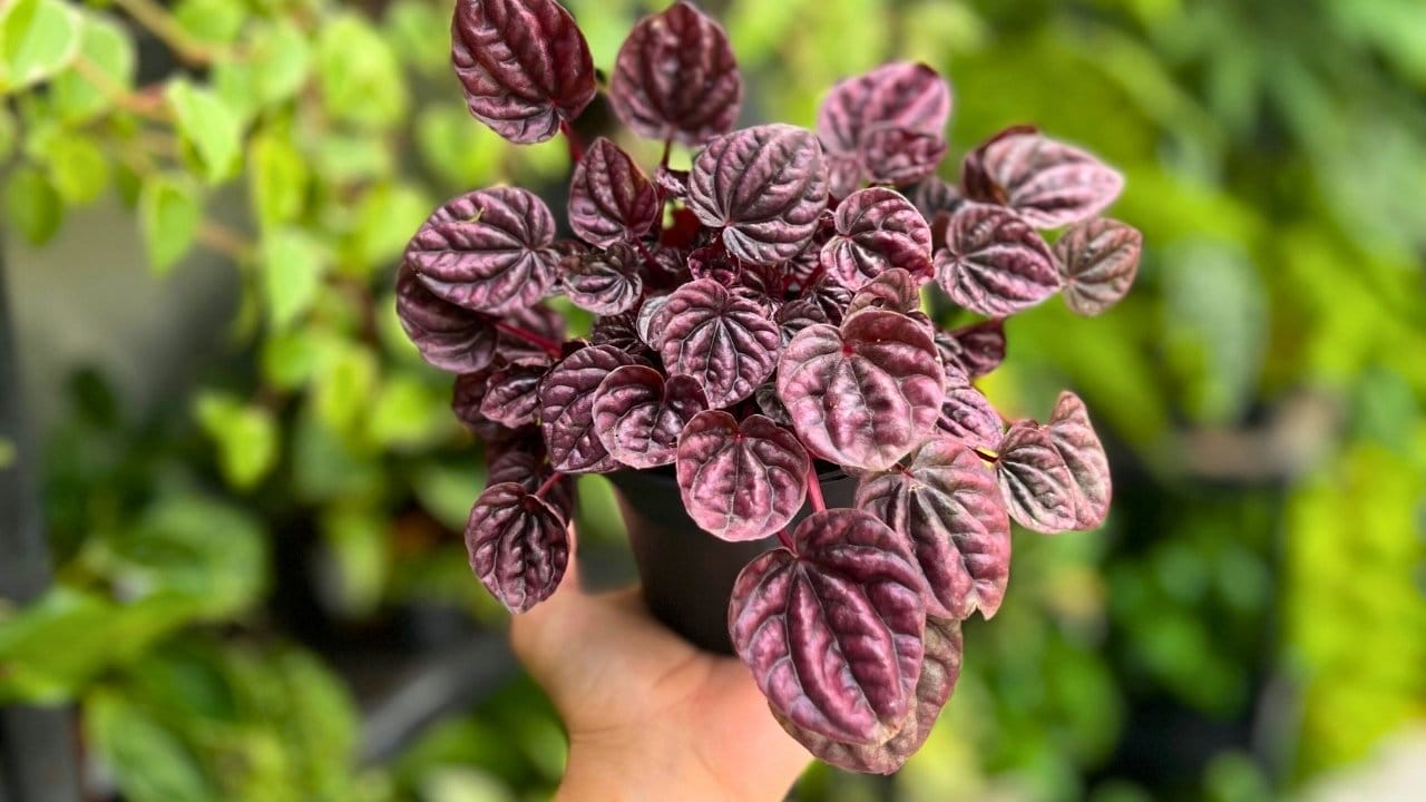 peperomia care: why this 1000+ species plant refuses to die 3 peperomia care: why this 1000+ species plant refuses to die - peperomia ss2284770851dnoh
