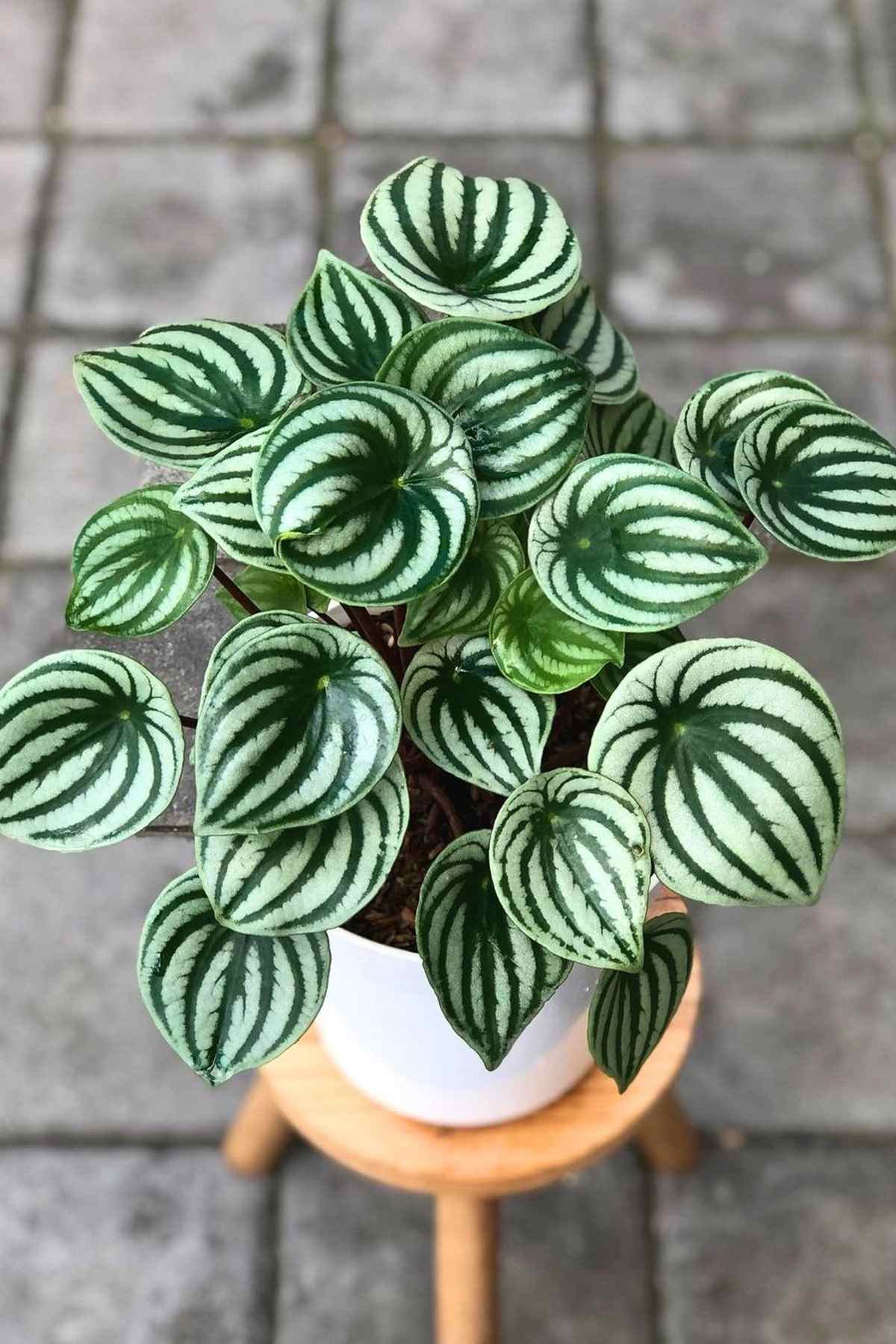 peperomia care: why this 1000+ species plant refuses to die 2 peperomia care: why this 1000+ species plant refuses to die - peperomia ss2386067469dnoh