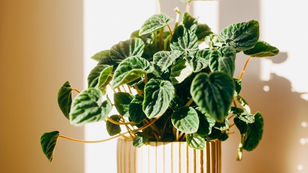 peperomia care: why this 1000+ species plant refuses to die 4 peperomia care: why this 1000+ species plant refuses to die - peperomia ss2505291777dnoh