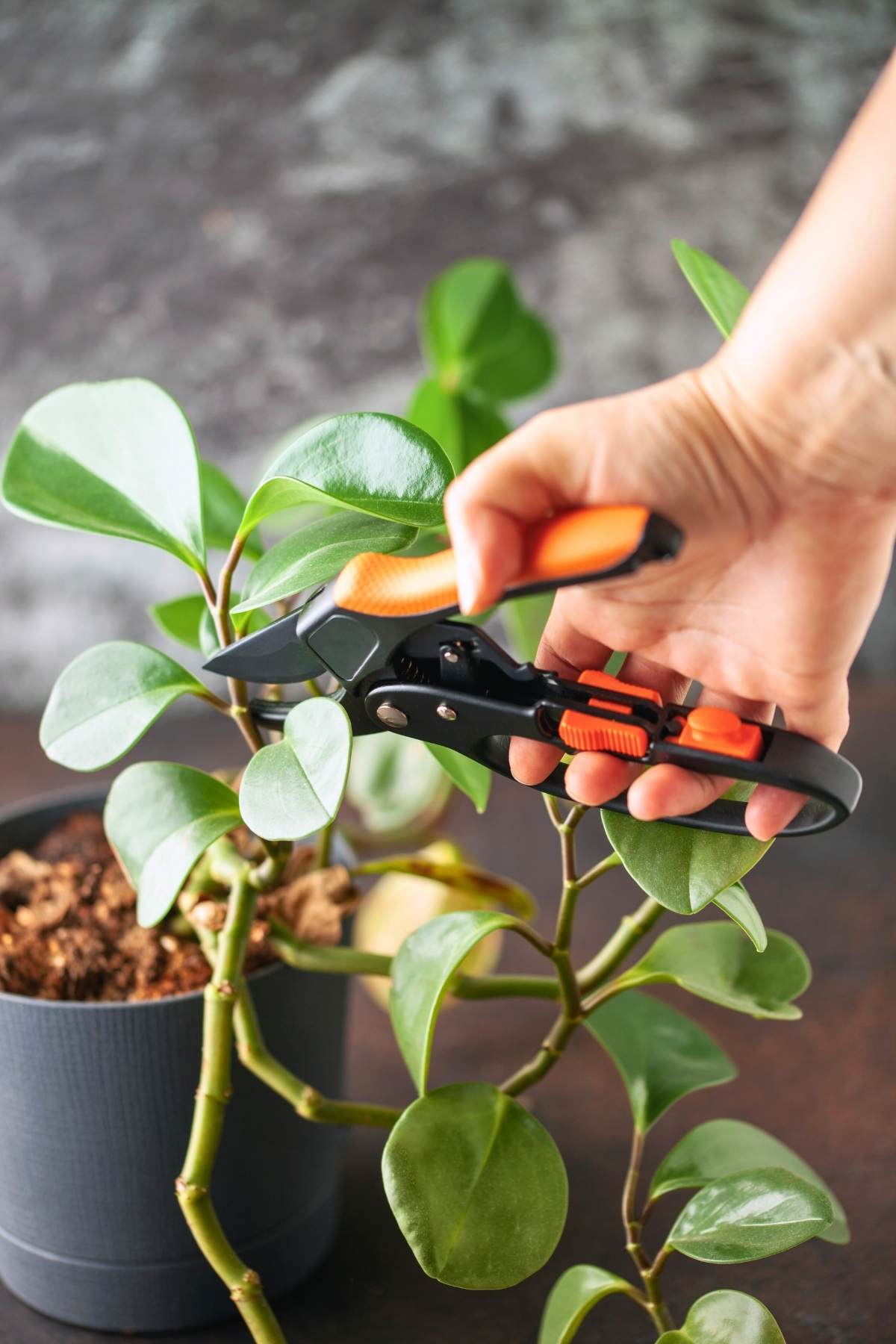 peperomia care: why this 1000+ species plant refuses to die 5 peperomia care: why this 1000+ species plant refuses to die - peperomia ss2508651285dnoh