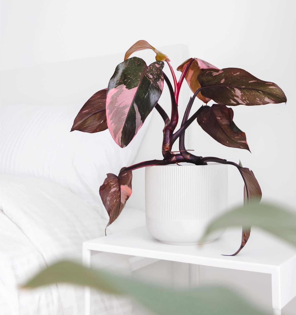 Pink Princess Philodendron: Care Guide For This (In)Famous Houseplant 2 Philodendron Pink Princess with white background