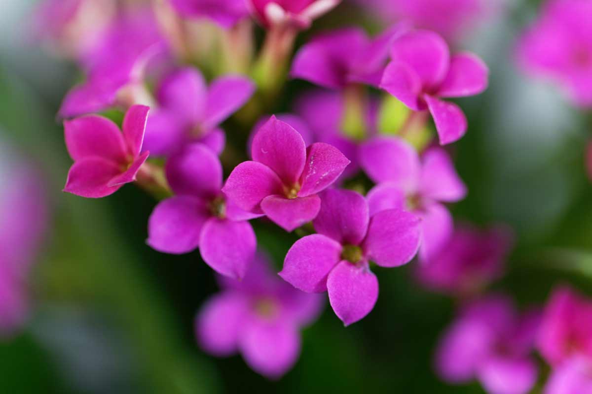 Kalanchoe Blossfeldiana Plant: How to Grow & Care + Common Problems 3 pink flaming katy - kalanchoe blossfeldiana plant