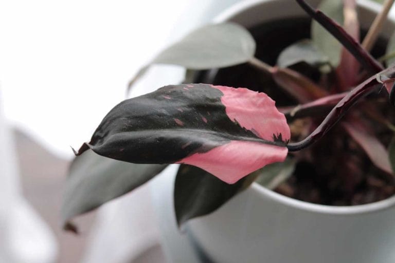 Pink Princess Philodendron: Care Guide For This (In)Famous Houseplant 13 pink princess philodendron plant