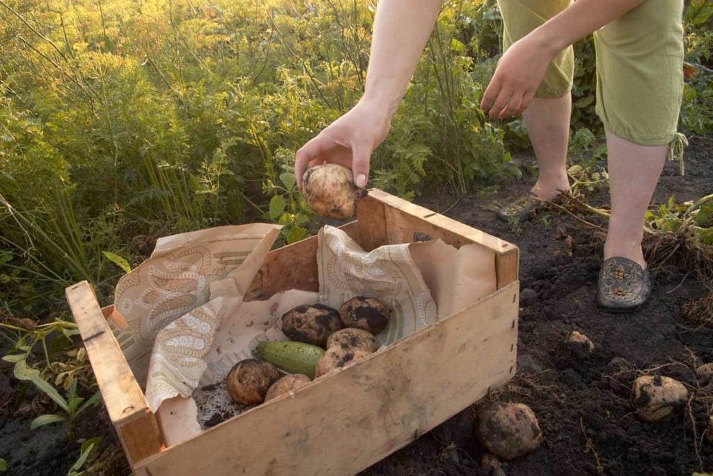 Are Potatoes Man Made: Untold History of This Humble Spud 3 harvesting potatoes
