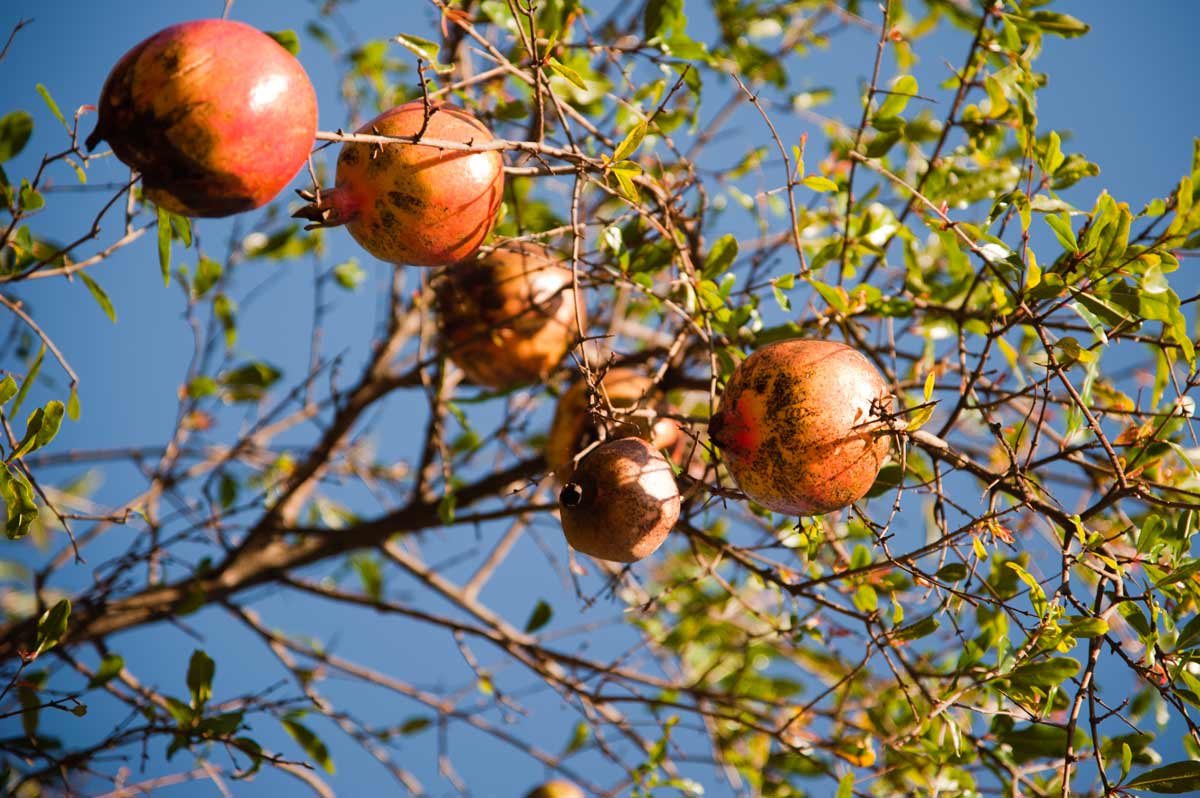 Best Zone 5 Fruit Trees: Standard, Dwarf & Unique / Exotic Varieties 16 Pomegranate Tree