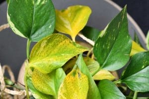 Pothos Leaves Turning Yellow: 10 Causes & How to Fix Them 1 pothos leaves turning yellow and with leaf spot