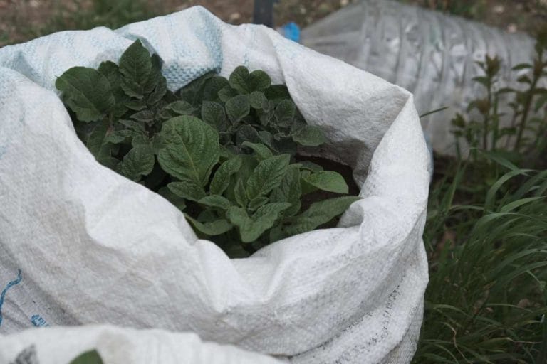 Growing Potatoes in Containers: 10 Easy Steps 3 growing potatoes in a bag container