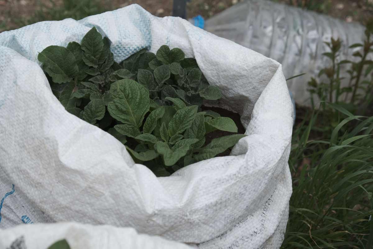 How to Grow Potatoes: Essential Care Guide + 5 Alternative Growing Methods 8 growing potatoes in a bag