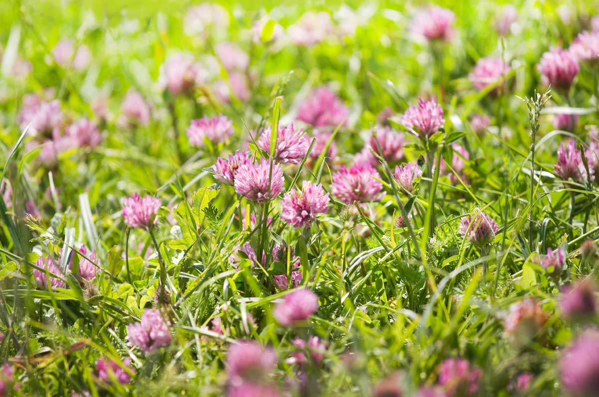 Clover Lawns: 12 Reasons Why & Best Varieties 9 red cover in a lawn