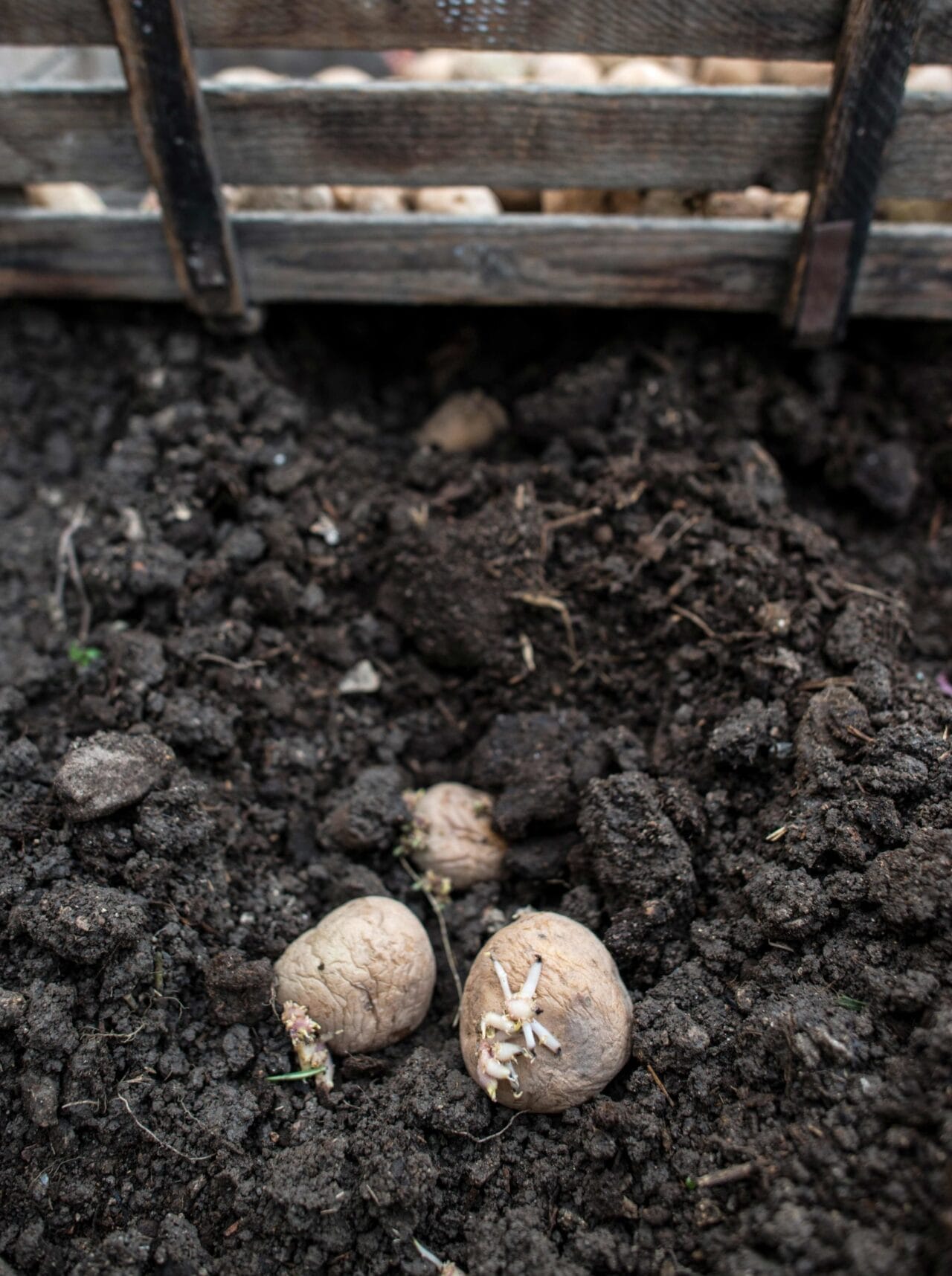 How to Grow Potatoes: Essential Care Guide + 5 Alternative Growing Methods 4 seeding potatoes in garden soil