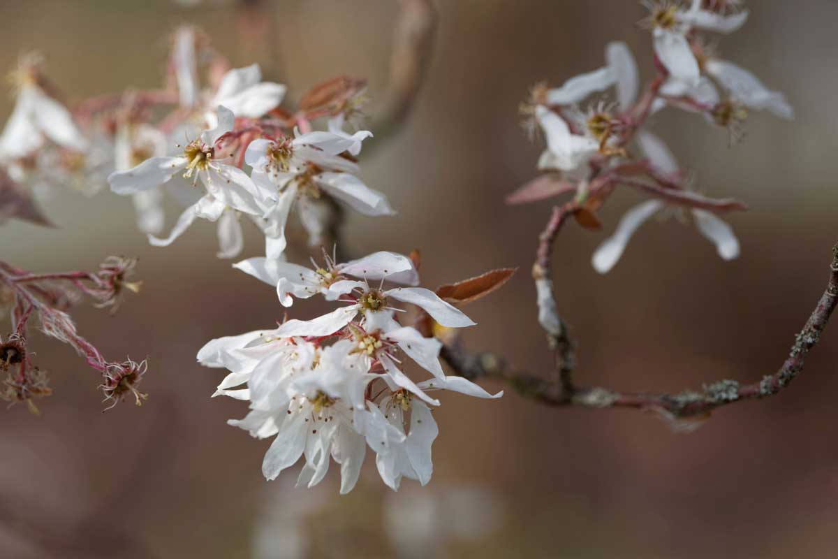 Trees With White Flowers: 23 Beautiful Choices 19 serviceberry tree with downy white flowers