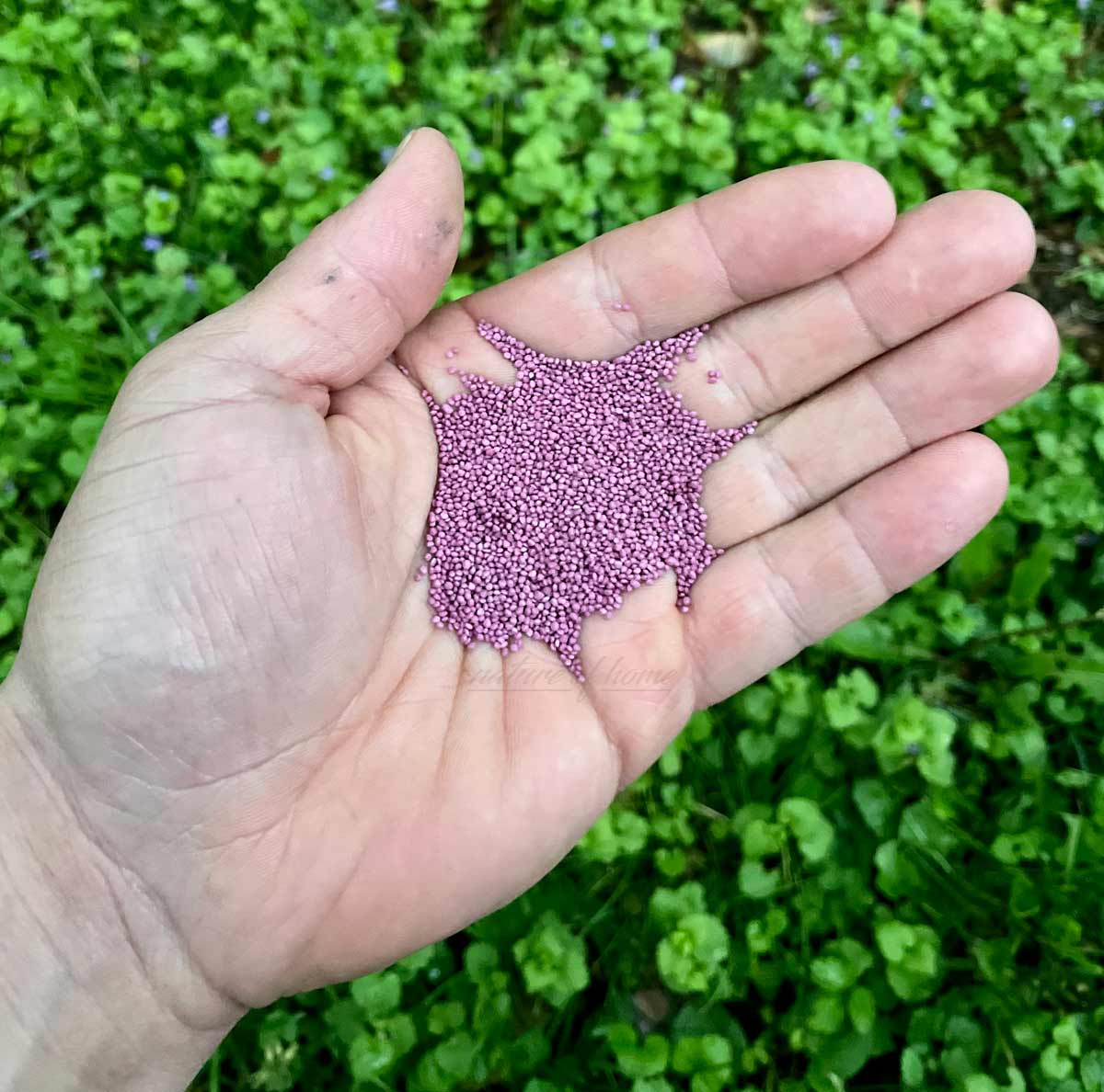 Clover Lawns: 12 Reasons Why & Best Varieties 6 Clover Lawns: 12 Reasons Why & Best Varieties - spreading miniclover seed lawn