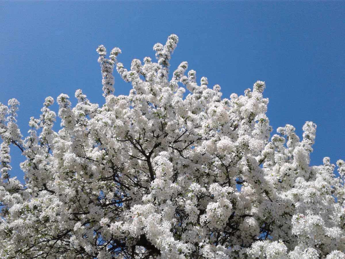 Trees With White Flowers: 23 Beautiful Choices 9 spring snow crabapple tree with white flowering branches