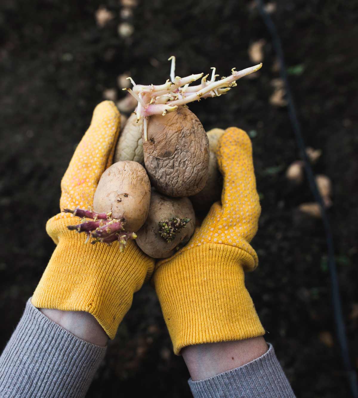 How to Grow Potatoes: Essential Care Guide + 5 Alternative Growing Methods 3 sprouted seeding potatoes