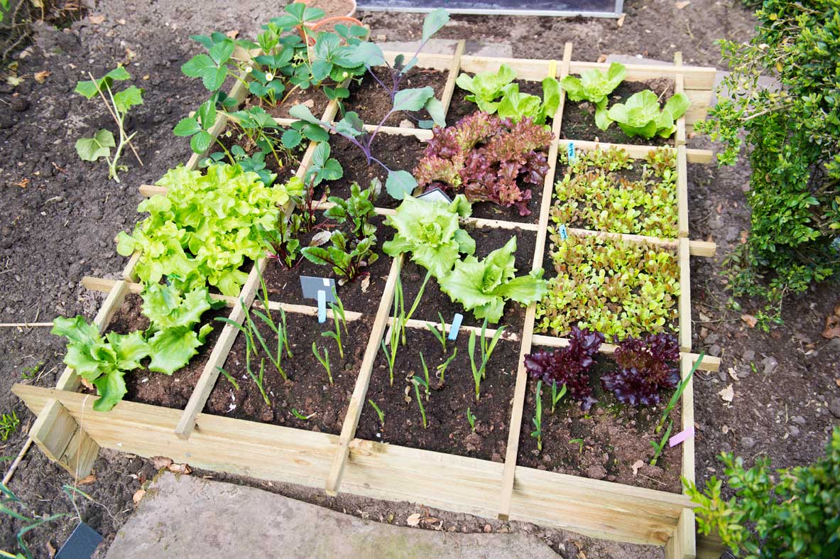 6 Vegetable Garden Layout Ideas (What to Plant in Them) 4 square foot gardening layout for vegetables