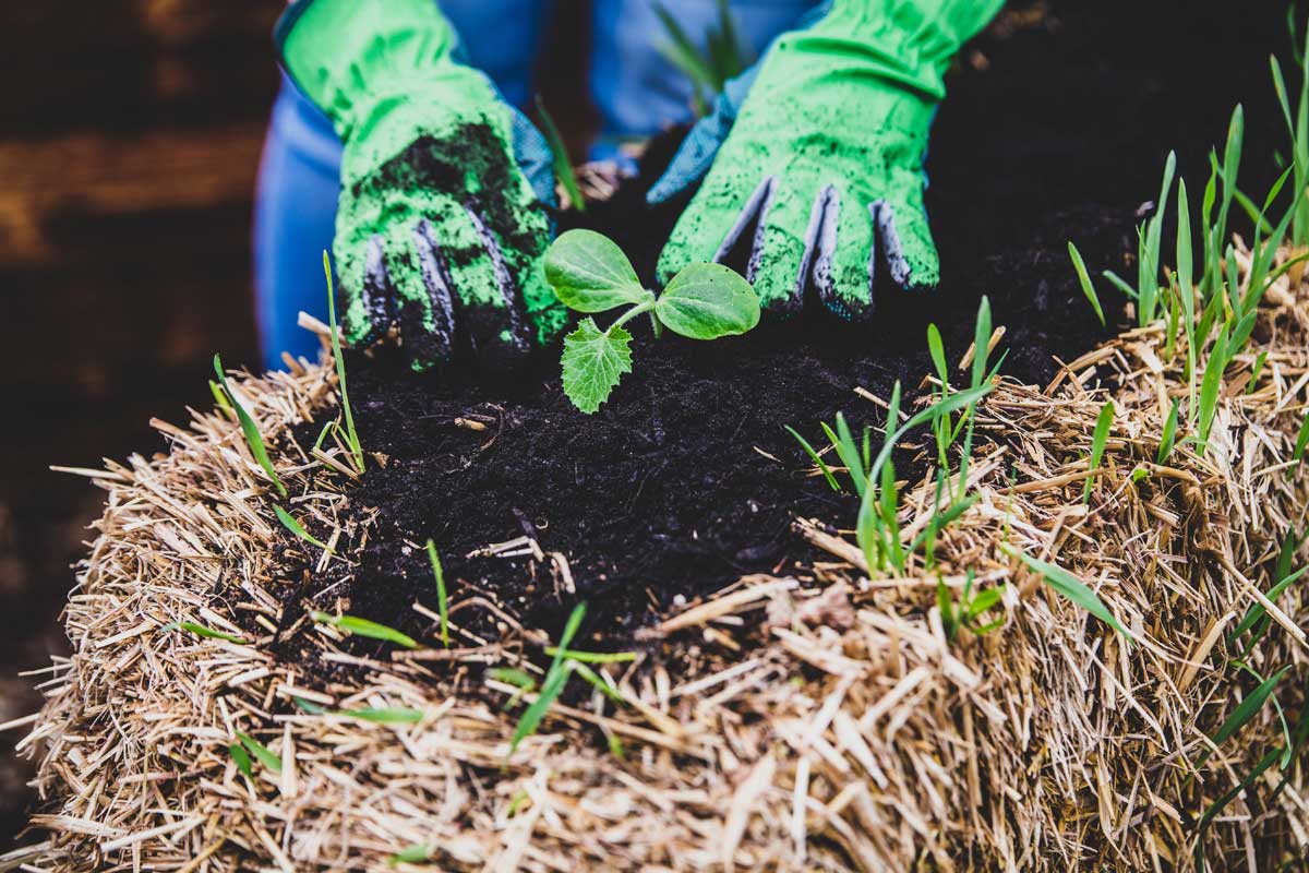 6 Vegetable Garden Layout Ideas (What to Plant in Them) 5 straw bale vegetable garden