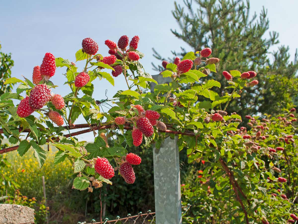 Best Zone 5 Fruit Trees: Standard, Dwarf & Unique / Exotic Varieties 18 tayberries