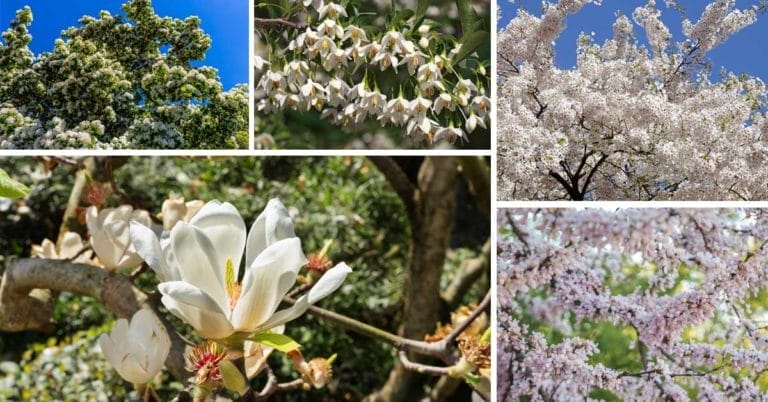 Trees With White Flowers: 23 Beautiful Choices 6 trees with white flowers