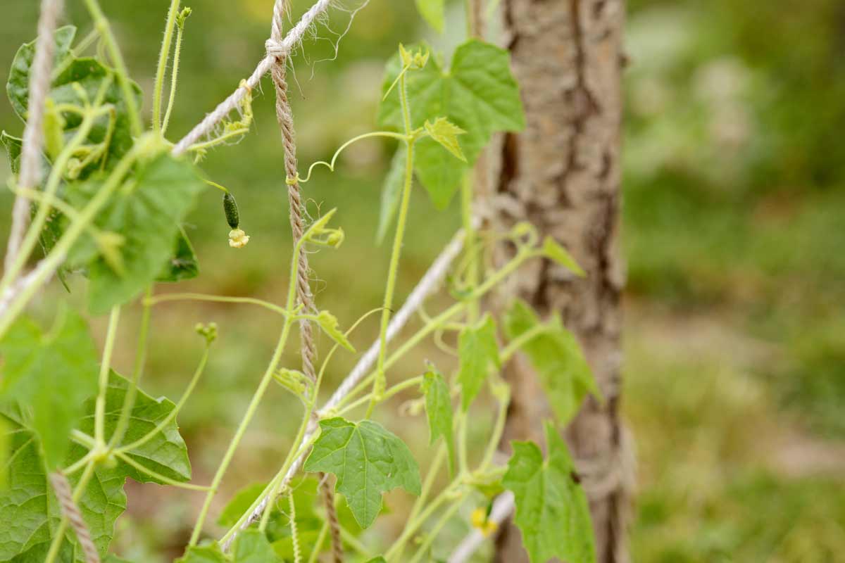 Cucamelon Plant Guide: What It Is + Growing + Propagating + Seeds 4 trellis for mouse melon (cucamelon) plants