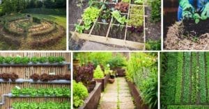 6 Vegetable Garden Layout Ideas (What to Plant in Them) 1 vegetable garden layout