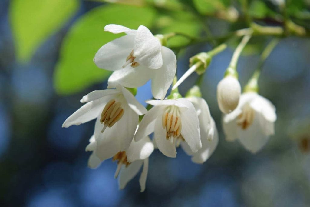 10 Nesting Plants to Attract & Support Thriving Hummingbirds 7 10 Nesting Plants to Attract & Support Thriving Hummingbirds - washington hawthorn tree blooming white flowers 1102275425