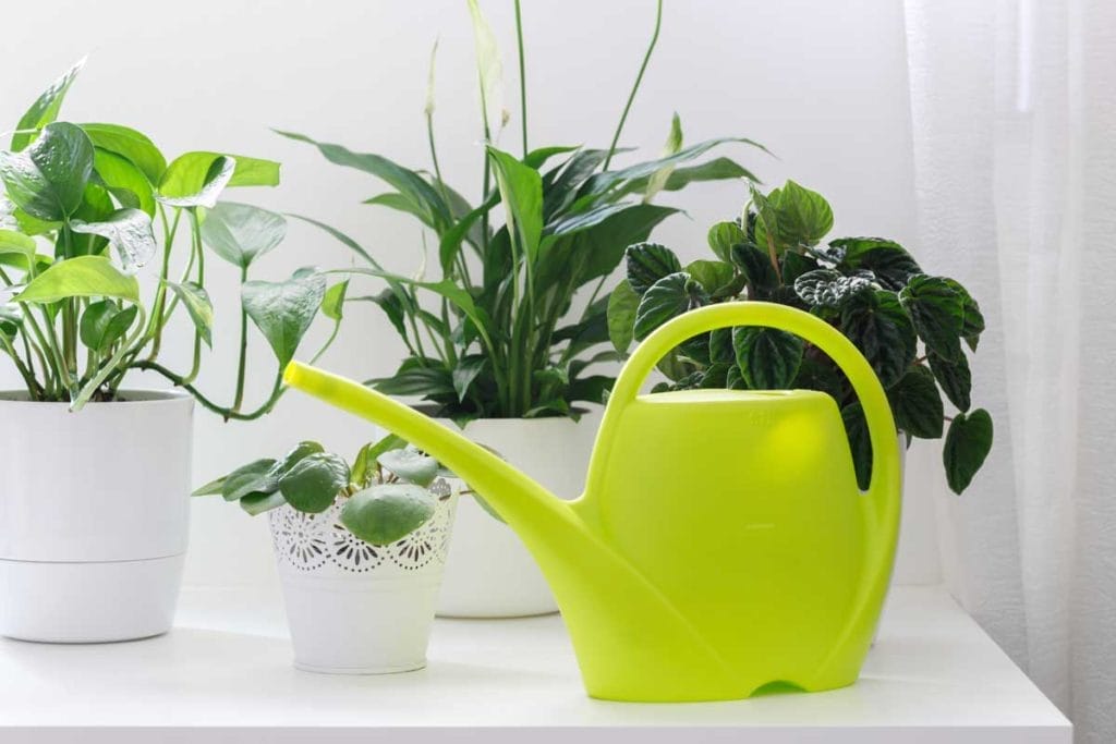 15 Garden Watering Mistakes That are Killing Your Plants 10 watering houseplants