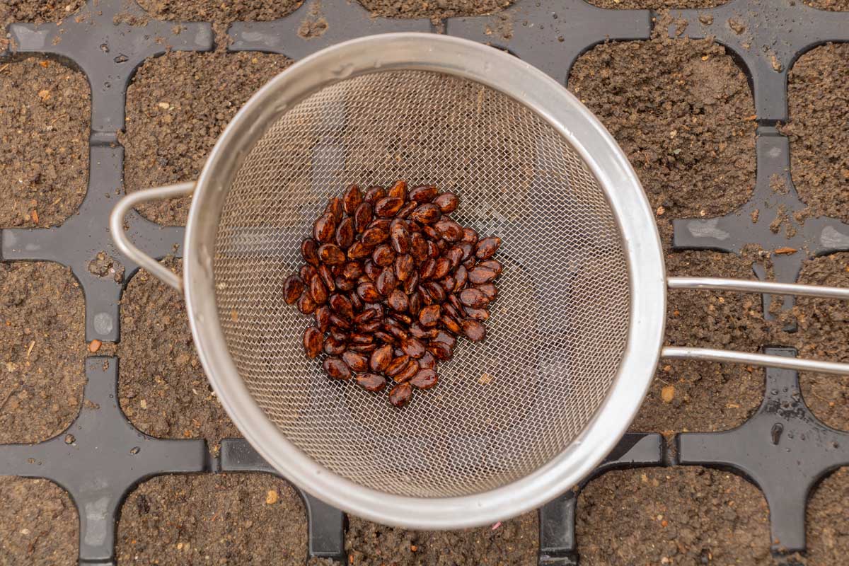 How to Grow Watermelons: Guide With Detailed Instructions 3 watermelon seeds ready for planting