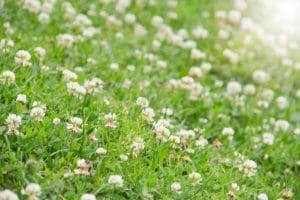 Clover Lawns: 12 Reasons Why & Best Varieties 1 white clover lawn