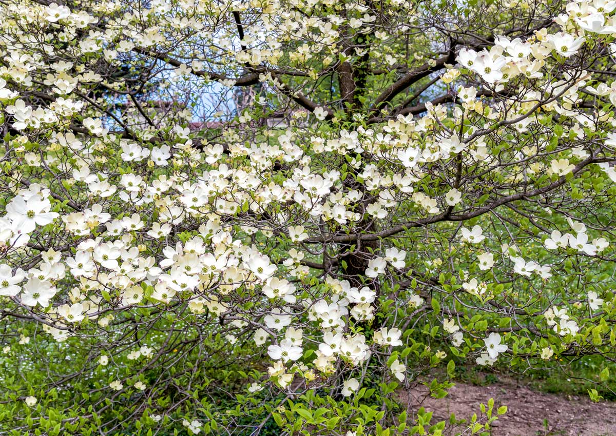 Trees With White Flowers: 23 Beautiful Choices 2 white dogwood tree has white flowers