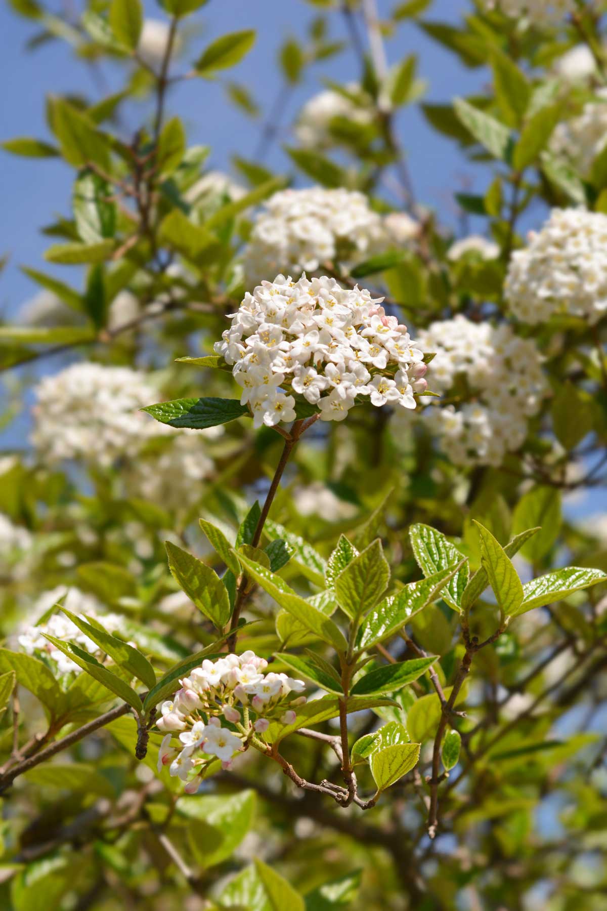 22 Beautiful White Flowering Shrubs for Any Garden 21 Korean spice viburnum white-flowering shrub