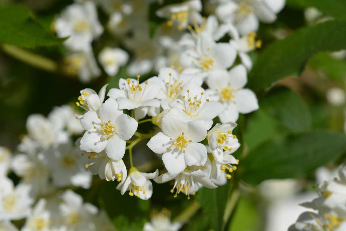 22 Beautiful White Flowering Shrubs for Any Garden 16 Deutzia white flower shrub plant