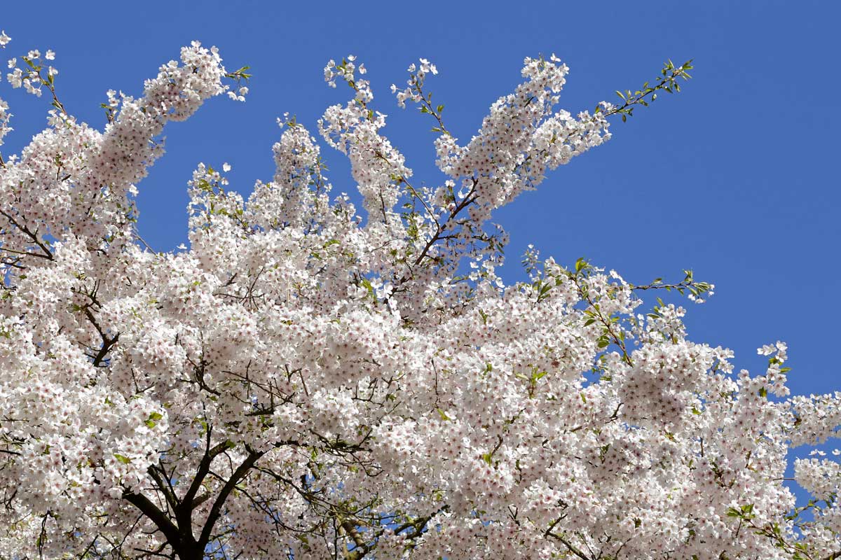 Trees With White Flowers: 23 Beautiful Choices 18 white flowering cherry tree
