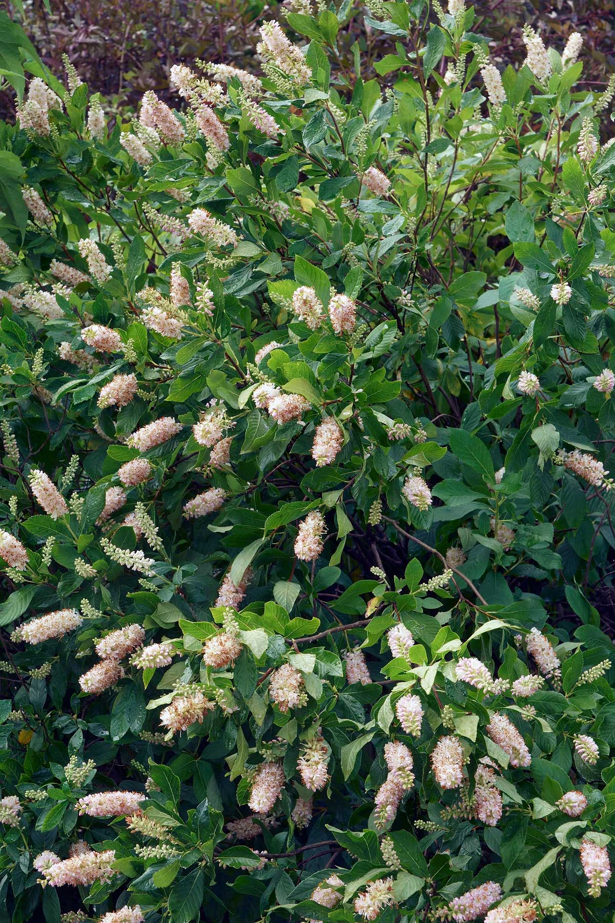 22 Beautiful White Flowering Shrubs for Any Garden 11 white flowering summer sweet plant
