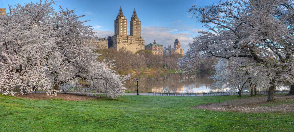 Trees With White Flowers: 23 Beautiful Choices 4 white flowering Yoshino cherry trees in Washington