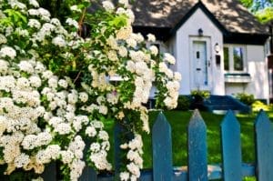22 Beautiful White Flowering Shrubs for Any Garden 1 white flowers spirea shrub