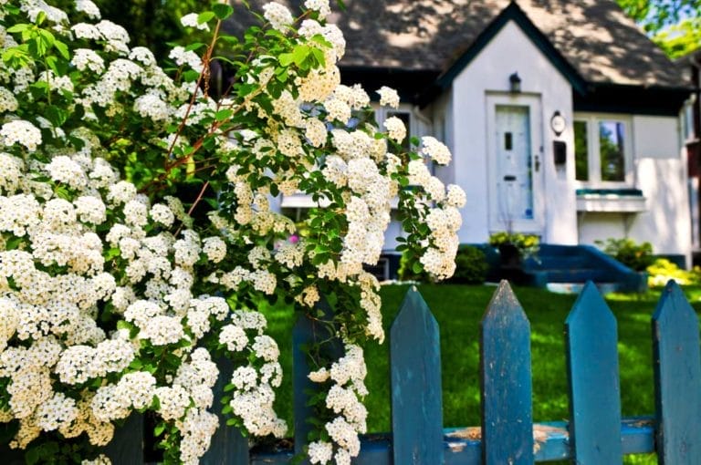 22 Beautiful White Flowering Shrubs for Any Garden 4 white flowers spirea shrub