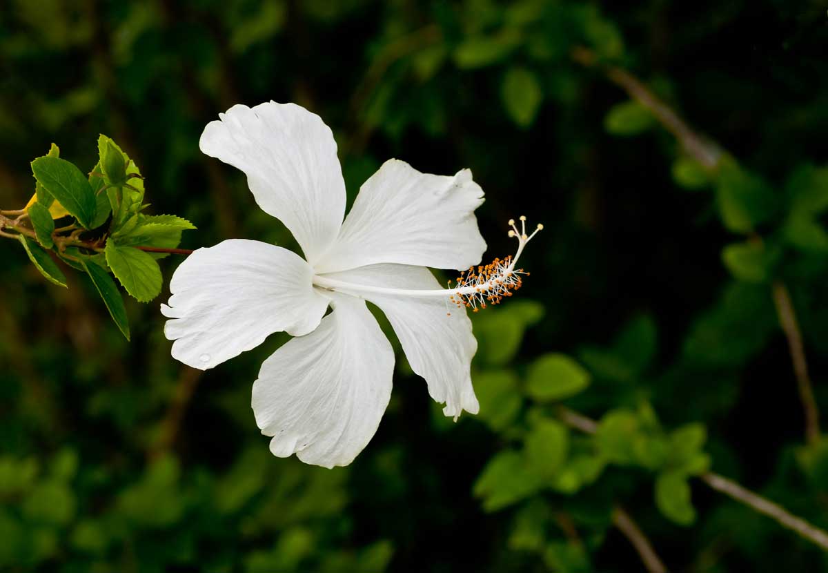 22 Beautiful White Flowering Shrubs for Any Garden 8 White Hibiscus flowering shrub