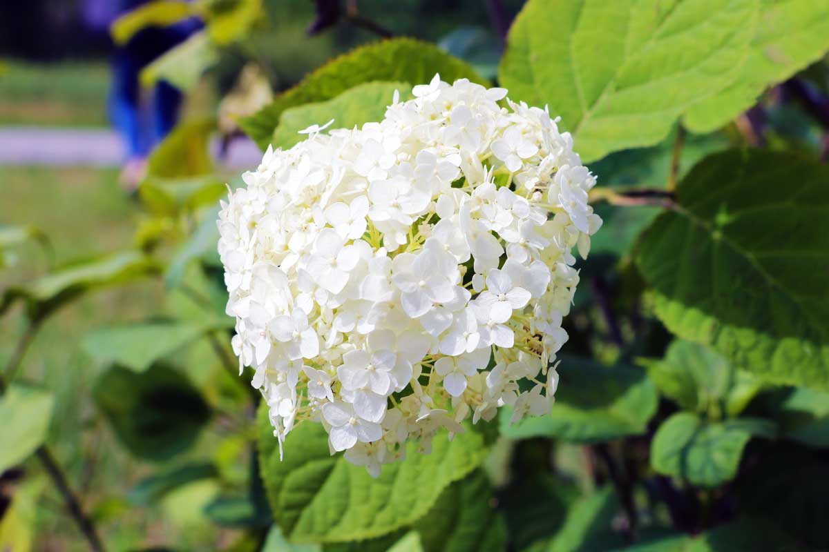 22 Beautiful White Flowering Shrubs for Any Garden 2 White flowering shrubs - Hydrangeas