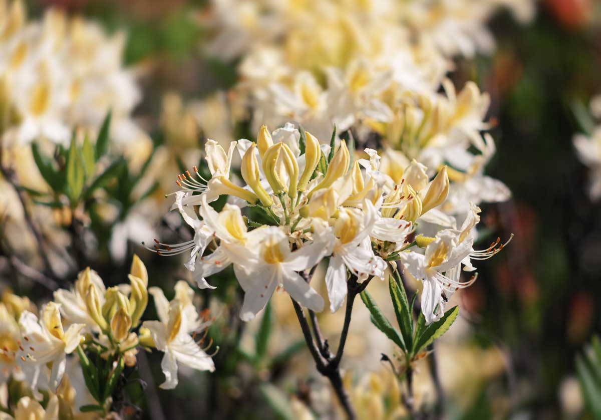 22 Beautiful White Flowering Shrubs for Any Garden 6 white azaleas flowers