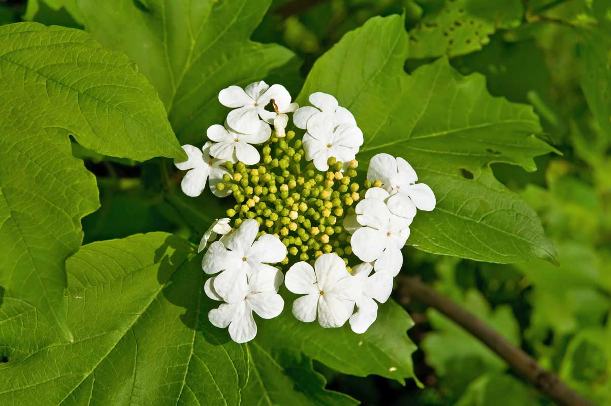 22 Beautiful White Flowering Shrubs for Any Garden 10 Viburnum White Flowering Shrub