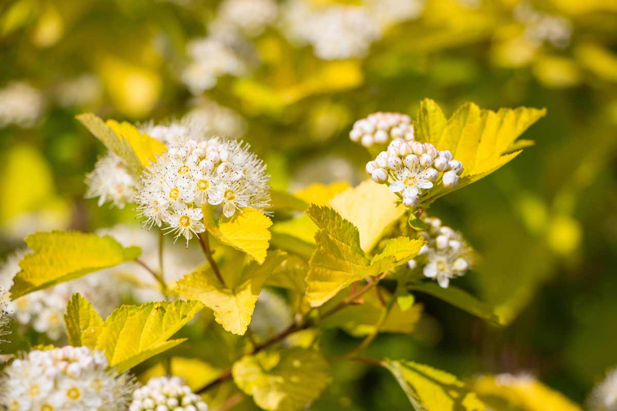 22 Beautiful White Flowering Shrubs for Any Garden 12 wine ninebark with with white flowers